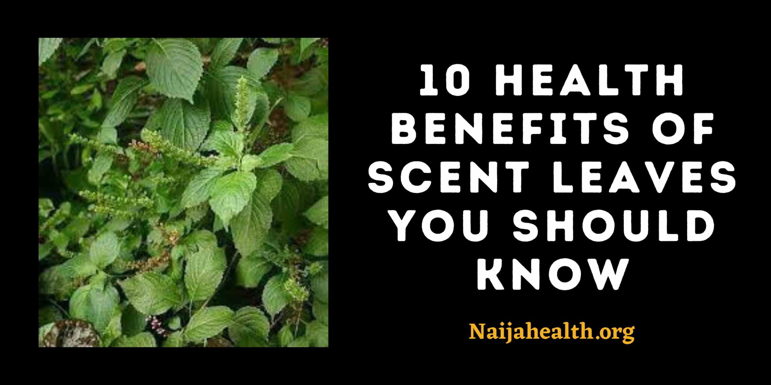 10 Health Benefits Of Scent Leaves You Should Know