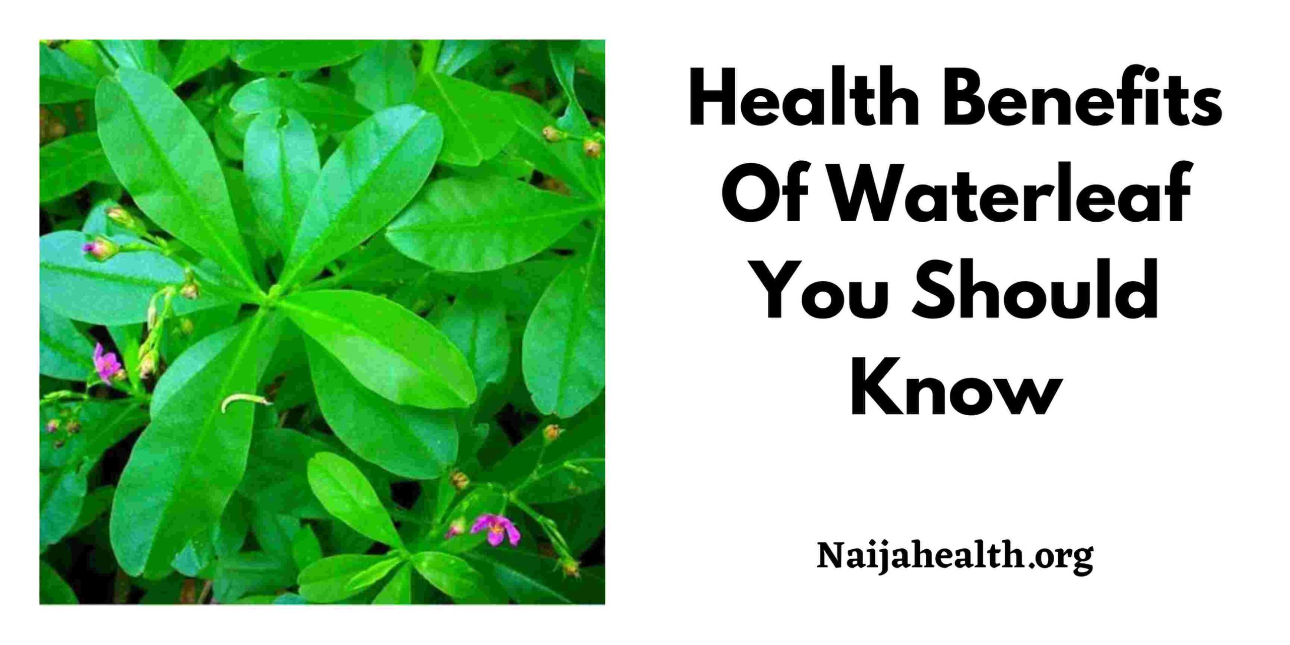 4 Health Benefits Of Waterleaf You Should Know