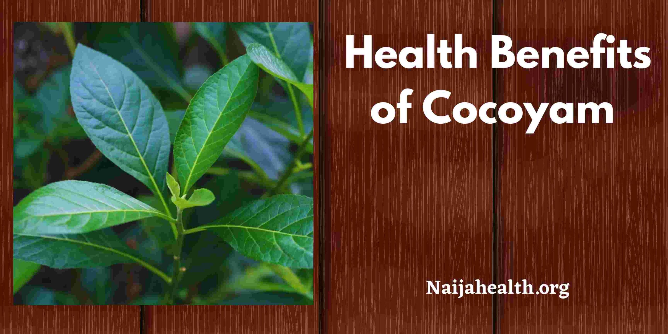 Health Benefits of Cocoyam - Nutritional Value And Cocoyam Recipes