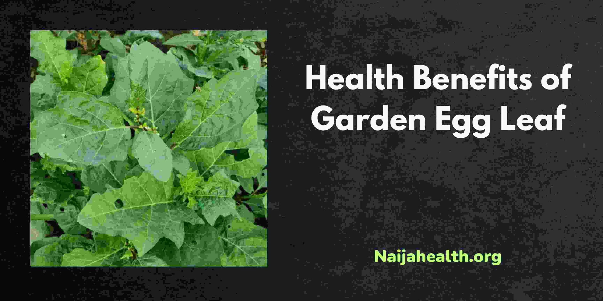Health Benefits of Garden Egg Leaf